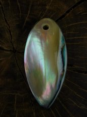 画像1: 夜光貝磨き体験用パーツ≪二重真珠層パーツ≫ (1)