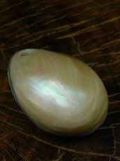 画像2: 夜光貝磨き体験用パーツ≪二重真珠層パーツ≫ (2)